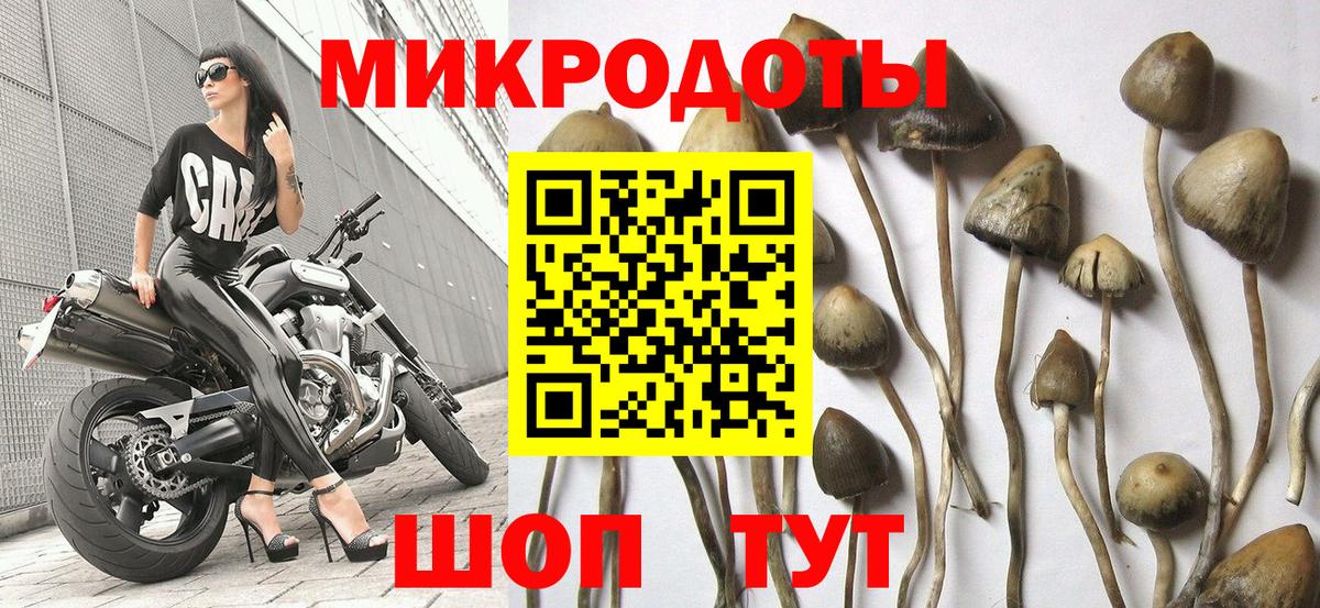 Псилоцибиновые грибы GOLDEN TEACHER Сокол