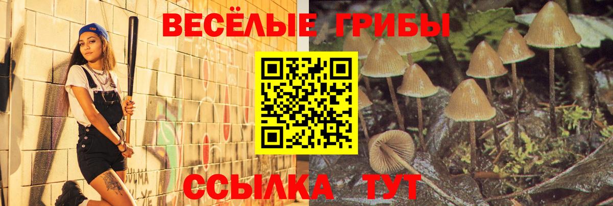 Сокол  Галлюциногенные грибы Psilocybe  Вход с VPN  Псилоцибиновые грибы GOLDEN TEACHER 